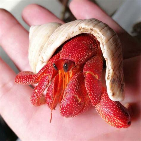 buy strawberry hermit crabs.